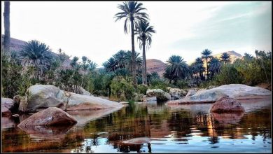 صورة واحة فوناسة.بالنعامة.. وجهة سياحية ساحرة تجذب السياح بمناظرها الطبيعية