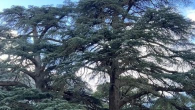 صورة الموافقة على مخطط التهيئة السياحية الخاص