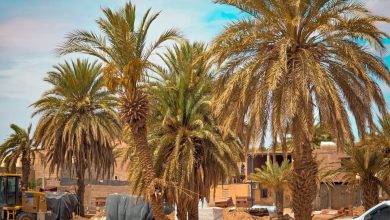 صورة والي ولاية تندوف يشرف على