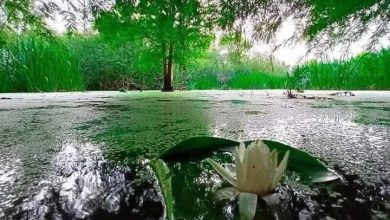 صورة مديرية السياحة والصناعة التقليدية لولاية الطارف